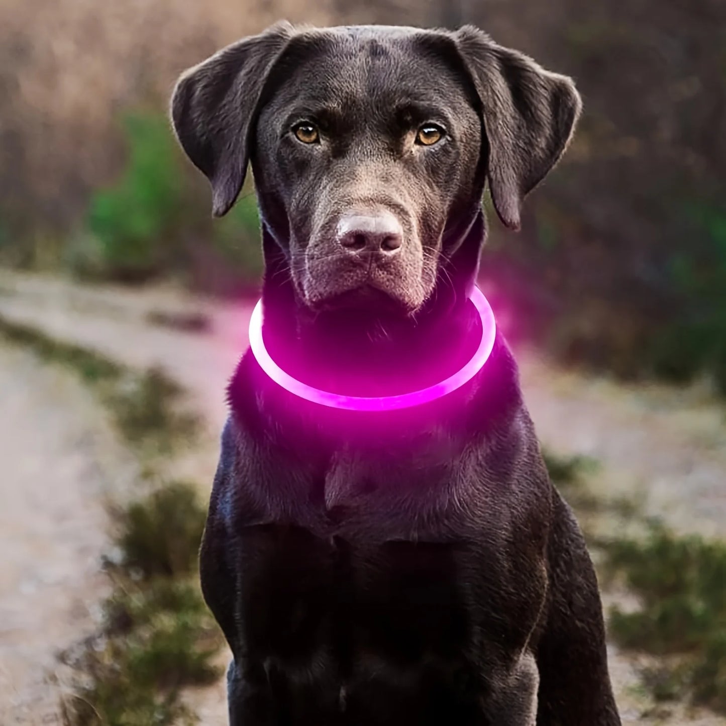 LED Light Dog Collar Reflective USB Rechargeable Pet Safety