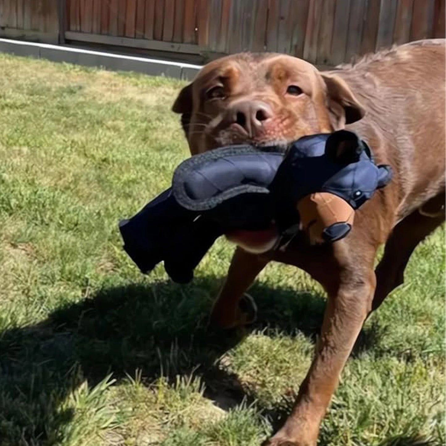 Squeaky Plush Bear Dog Toy Unbreakable Teddy Bear Chew Toy