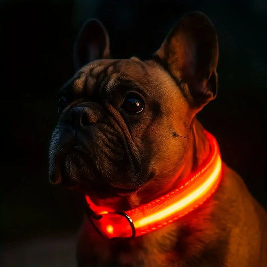 CN Guangdong USB Rechargeable Glow Dog Collar for Night Safety