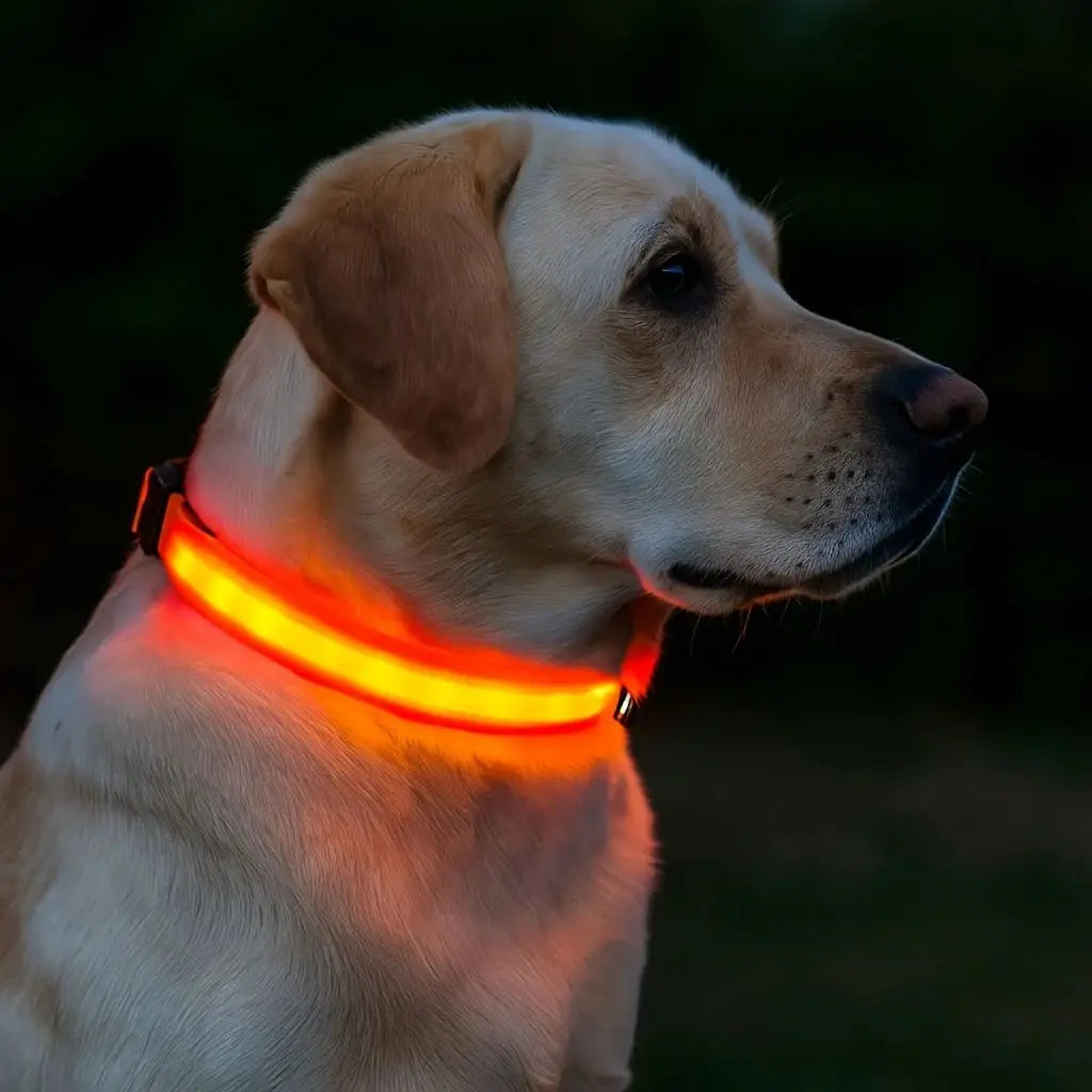 CN Guangdong USB Rechargeable Glow Dog Collar for Night Safety