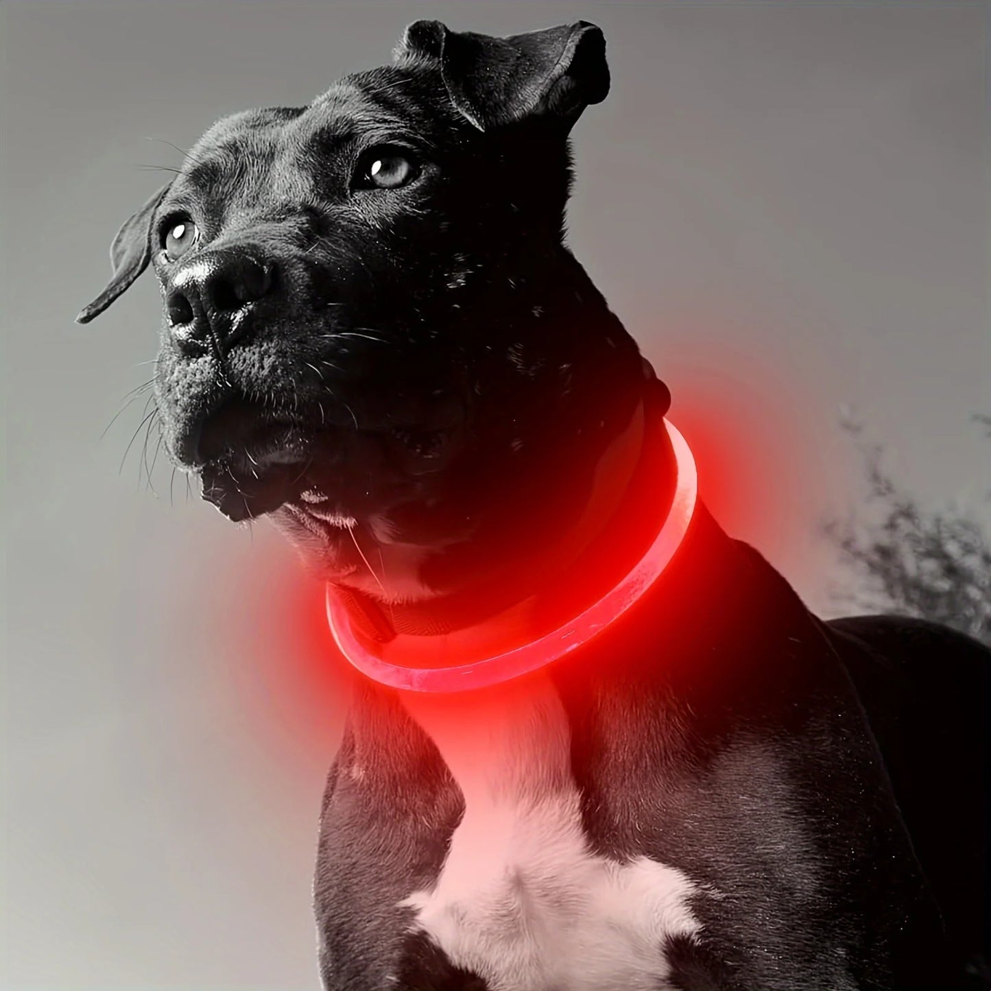 LED Light Dog Collar Reflective USB Rechargeable Pet Safety