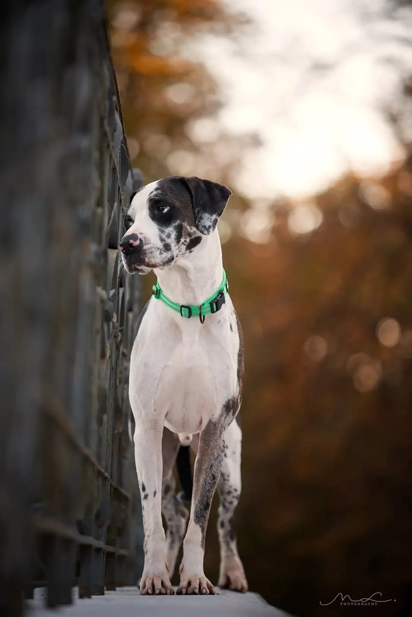TRUELOVECN Truelove Nylon Adjustable Padded Reflective Heavy Duty Dog Collar