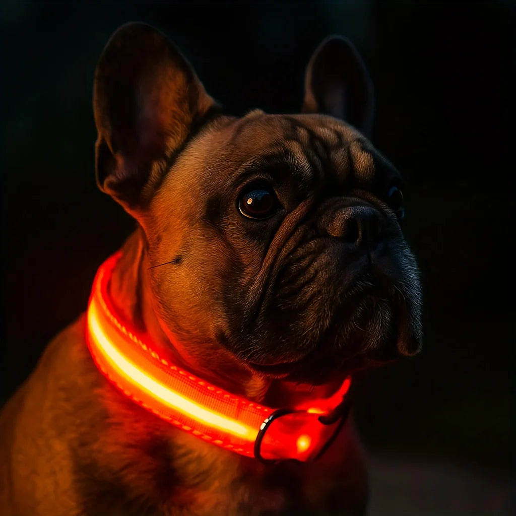 CN Guangdong USB Rechargeable Glow Dog Collar for Night Safety